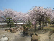 syouryujijyou-sakura2.jpeg